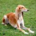 Quel est le chien de chasse le plus calme ?