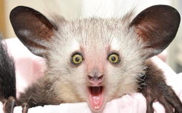 Quel est l'animal le plus rare au monde ?