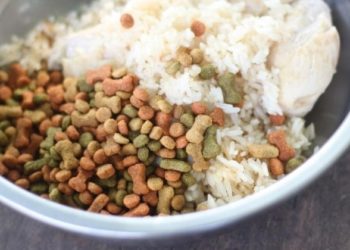 Quelle quantité de riz pour chien ?