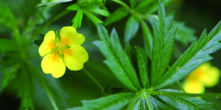 Quel plante peut remplacer la cortisone ?