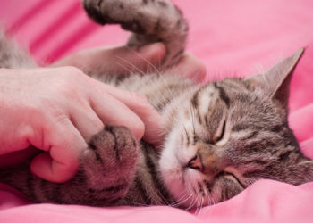 Pourquoi mon chat aime le fromage ?