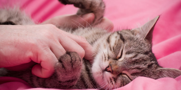 Pourquoi mon chat aime le fromage ?