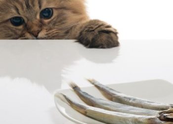 Quelle viande Puis-je donner à mon chat ?