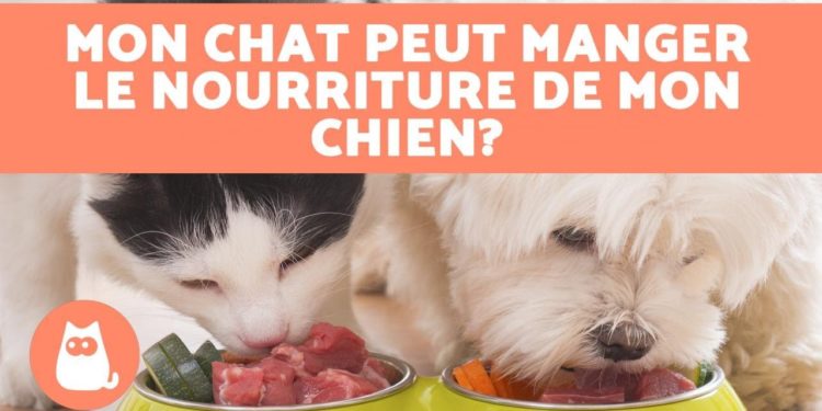 Est-ce que les chats peuvent manger des bonbons ?