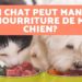 Est-ce que les chats peuvent manger des bonbons ?