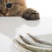 Quelle viande Puis-je donner à mon chat ?
