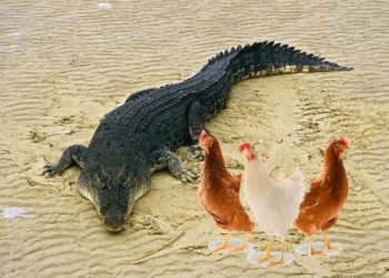 Pourquoi mes poules ne mangent pas le maïs ?