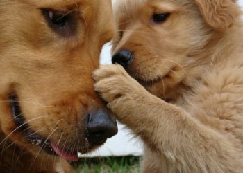 Quelle est la première race de chien au monde ?