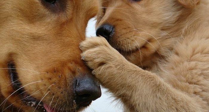 Quelle est la première race de chien au monde ?