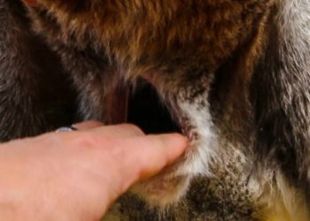 Quel est le nom de la poche ventrale du kangourou ?