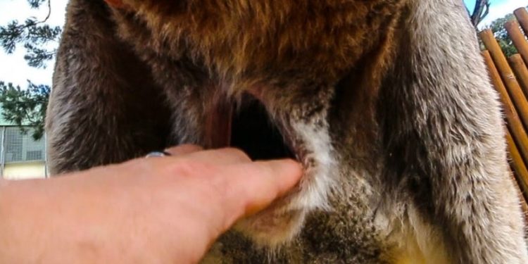 Quel est le nom de la poche ventrale du kangourou ?