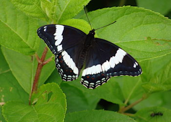 Quel est l'animal emblème du Québec ?