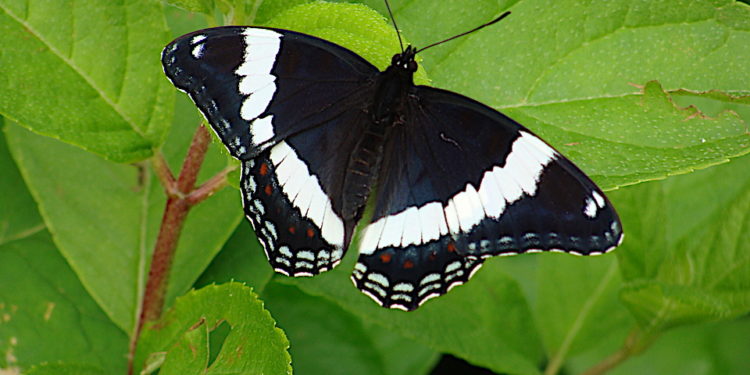 Quel est l'animal emblème du Québec ?
