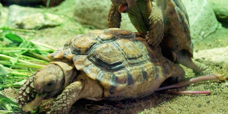 Quel animal avec des tortues ?
