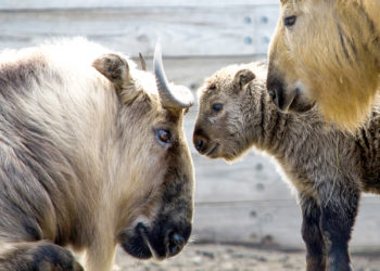 Quelle est l'espèce la plus menacée ?