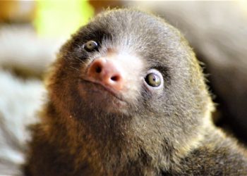 Quel est l'animal le moins connu au monde ?