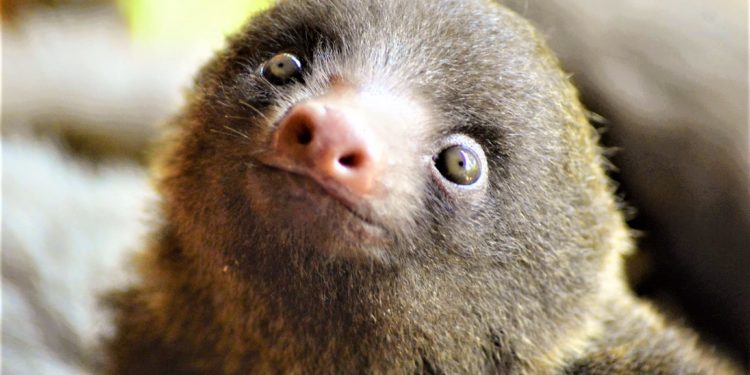 Quel est l'animal le moins connu au monde ?