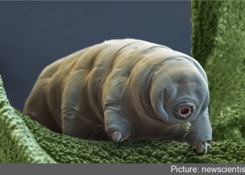 Quel est l'animal qui est le plus fort ?