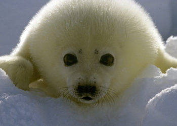 Quel est l'animal le plus mignon du monde ?