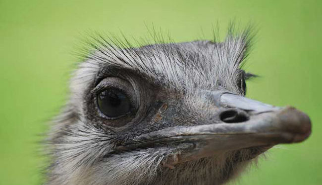 Quel animal finit par I ?