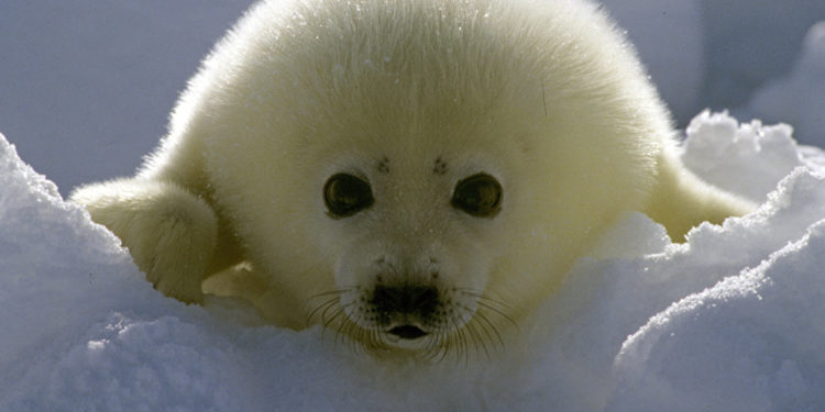 Quel est l'animal le plus mignon du monde ?