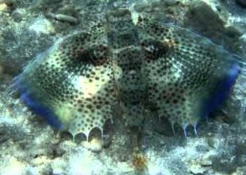 Quel est le plus beau poisson du monde ?