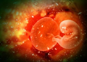 Quels sont les animaux vivipares ?