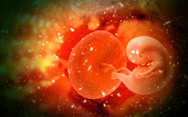 Quels sont les animaux vivipares ?