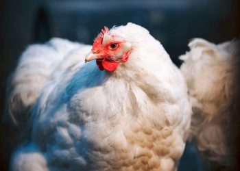 Est-ce que une poule à un cerveau ?