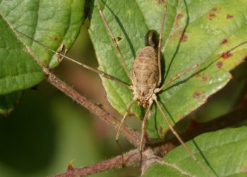 Quel animal possède 3 cœurs ?