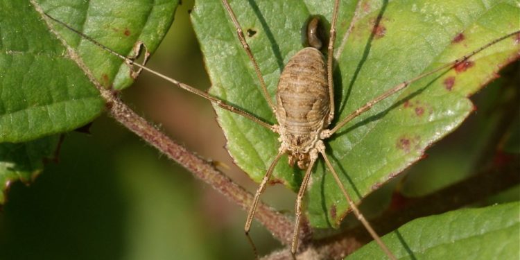 Quel animal possède 3 cœurs ?