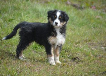 Pourquoi le berger australien n'a pas de queue ?