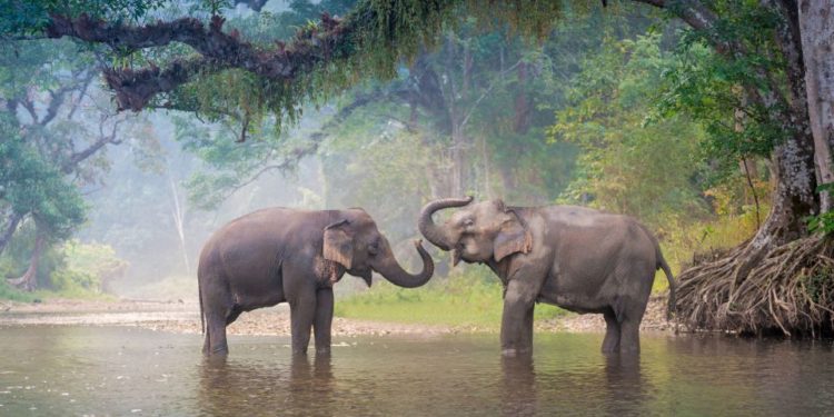 Est-ce que les éléphants vivent dans la jungle ?