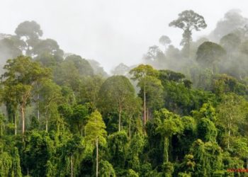 Quelles sont les forêt tropicale ?