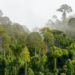 Quelles sont les forêt tropicale ?
