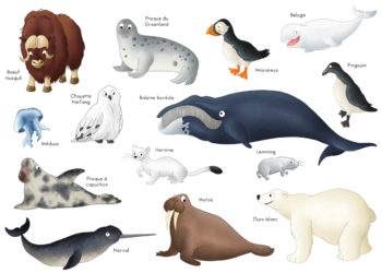 Quels sont les animaux qui vivent au Pôle Sud ?