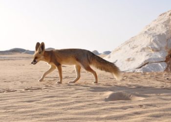 Comment les animaux vivent dans le désert ?