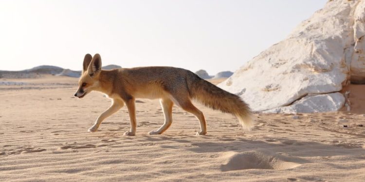 Comment les animaux vivent dans le désert ?