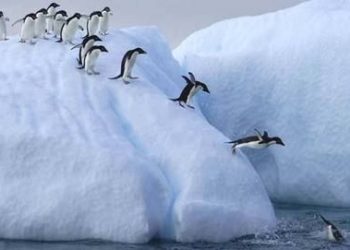 Qui vit au pôle Sud ?