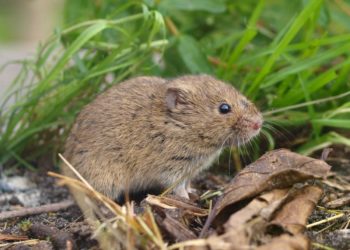 Quels sont les animaux qui font partie des rongeurs ?