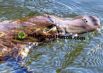 Quelle sont les animaux ovipares ?