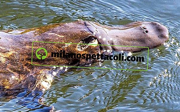 Quelle sont les animaux ovipares ?