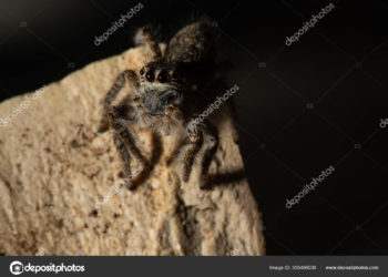 Quels sont les araignées qui mordent en France ?