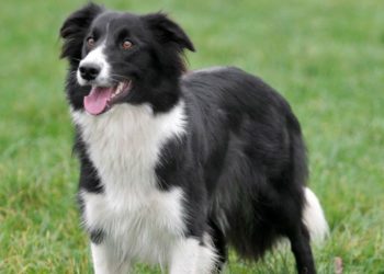Pourquoi ne pas prendre un Border Collie ?