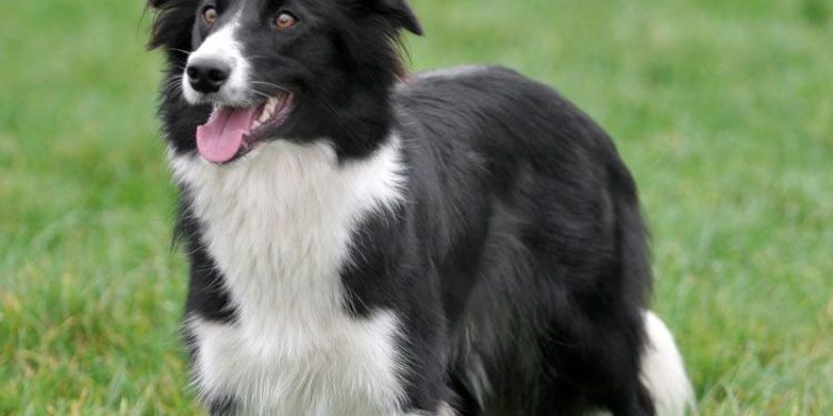 Pourquoi ne pas prendre un Border Collie ?