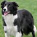 Pourquoi ne pas prendre un Border Collie ?