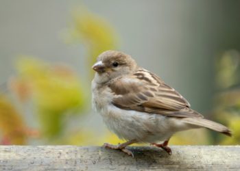 Quel est le canari qui chante le mieux ?