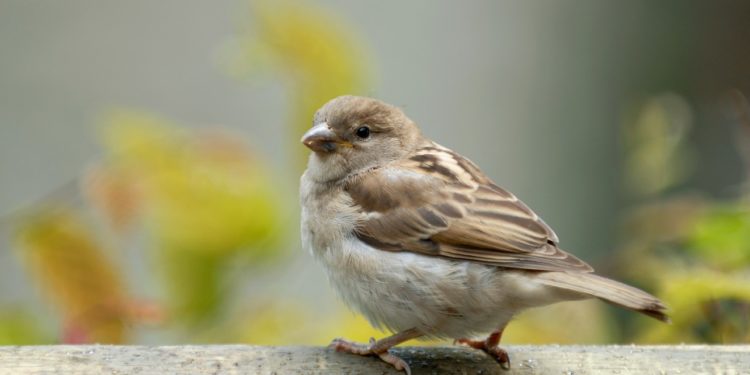Quel est le canari qui chante le mieux ?