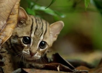 Quelle est le chat le plus mignon du monde ?