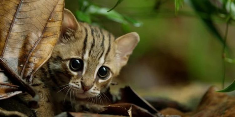 Quelle est le chat le plus mignon du monde ?